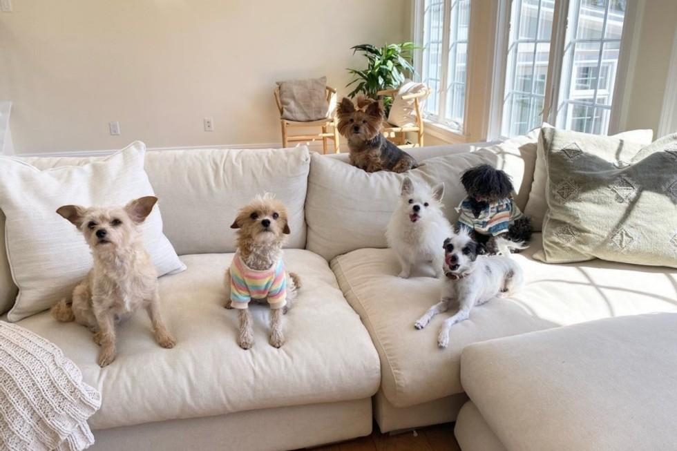 Pet Friendly Furniture