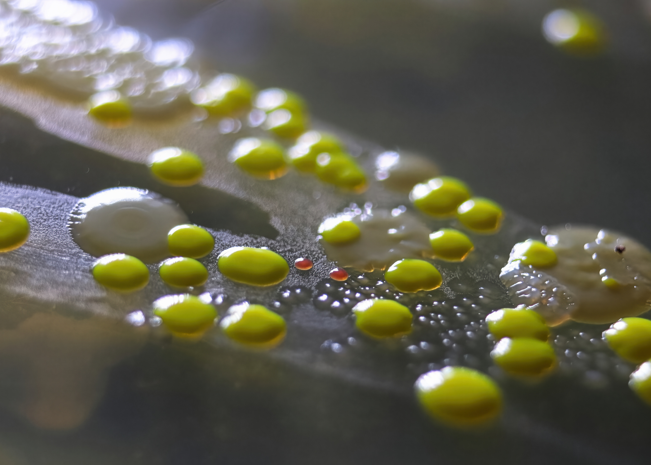 Microscopic view of bacteria growth on a porous surface